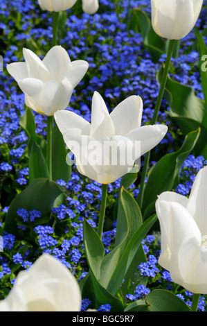 White tulips (Tulipa) with Forget-Me-not (Myosotis) Stock Photo