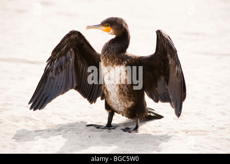 Cormorant (Phalacrocorax carbo) drying its wings on the beach Stock Photo