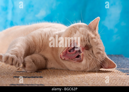 British Shorthair cat yawning while lying down Stock Photo