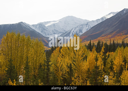 Indian Summer along Alaska Highway, Trembling Aspen Trees, Quaking Aspen, Quakies (Populus tremuloides), leaves in fall colours Stock Photo