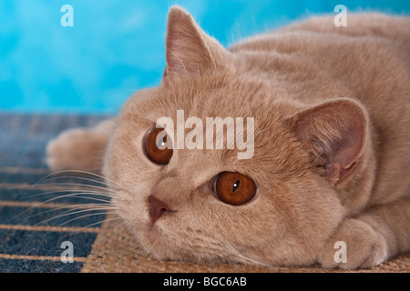 British Shorthair cat dozing Stock Photo