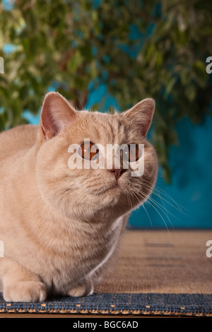 British Shorthair cat crouching, portrait Stock Photo