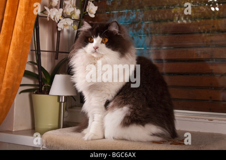 Highlander cat sitting Stock Photo