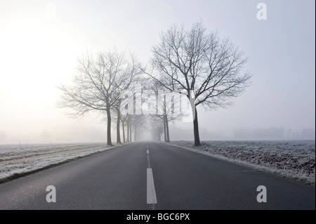 Tree-lined avenue in mist Stock Photo