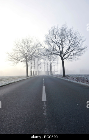 Tree-lined avenue in mist Stock Photo