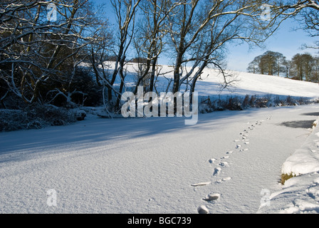 footsteps footprints on the frozen peak forest canal in the snow Stock Photo