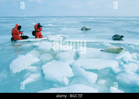 Harp Seal, (Phoca groenlandica), pup with tourists, Magdalen Island, Quebec, eastern Canada. Stock Photo