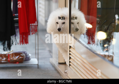 Stylish poodle with bow looking around the corner, reflection in the shop window, Boulevard des Moulins, Monaco, Cote d'Azur, E Stock Photo
