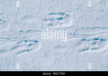 Emperor Penguin, (Aptenodytes forsteri), footprints in snow, Terra Nova Bay, Ross Sea, Antarctica. Stock Photo