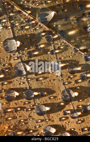 Raindrops on leaf Stock Photo