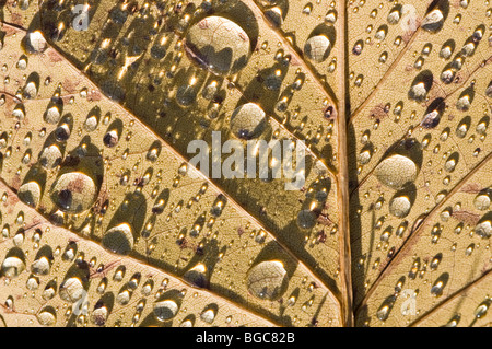 Raindrops on leaf Stock Photo