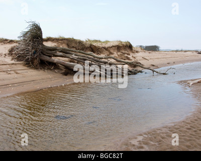 Trees swept up on sandy beach, Tentsmuir Point, Fife, Scotland Stock Photo