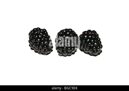Blackberries (Rubus fruticosus) - Common Blackberry - on a white background Stock Photo