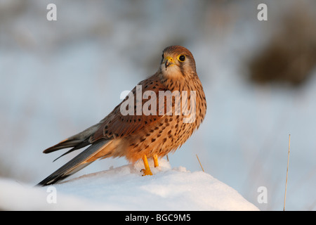 Kestrel Falco tinnunculus perched snow covered log Stock Photo