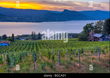 Sunset over Okanagan Lake and a vineyard in Naramata, Okanagan-Similkameen Region, Okanagan, British Columbia, Canada. Stock Photo