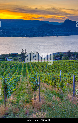 Sunset over Okanagan Lake and a vineyard in Naramata, Okanagan-Similkameen Region, Okanagan, British Columbia, Canada. Stock Photo