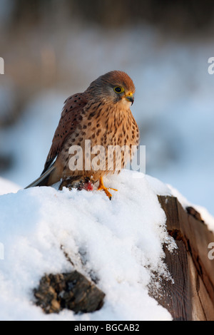Kestrel Falco tinnunculus perched snow covered log Stock Photo