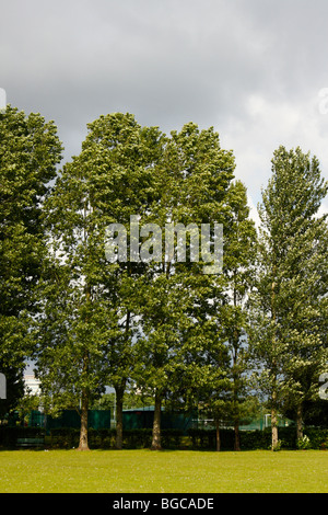 Lombardy Poplar, Populus nigra var. italica, growing along the edge of a sports field, U.K. Stock Photo
