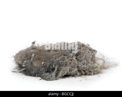 Pile of dust and hairs collected with a vacuum cleaner isolated on white background Stock Photo