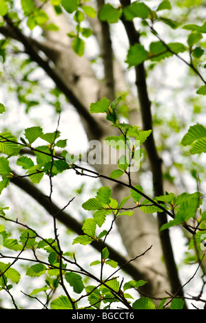 Green elm leaves and branches in spring Stock Photo
