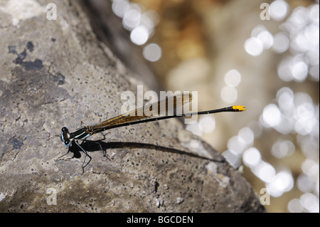 Blue Damsel Fly on rock Stock Photo