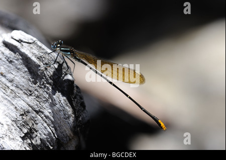 Blue Damsel Fly on rock Stock Photo