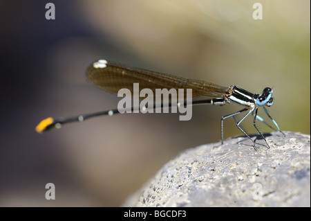 Blue Damsel Fly on rock Stock Photo