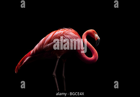 flamingo standing on two legs Stock Photo