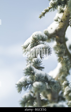 Cedrus Atlantica Glauca Pendula libani in winter Stock Photo