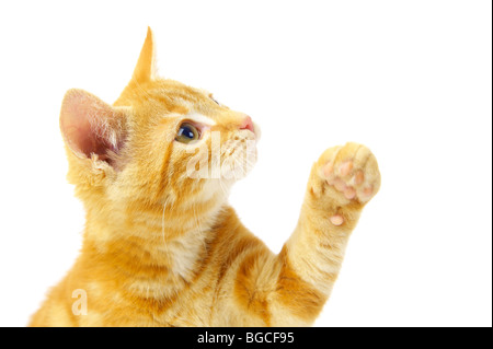 Ginger Kitten raising paw Stock Photo