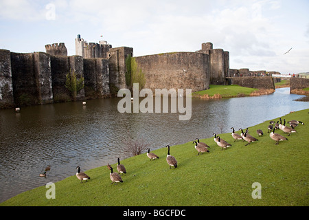 Canada geese Branta canadensis at Caerphilly castle Wales UK Stock Photo