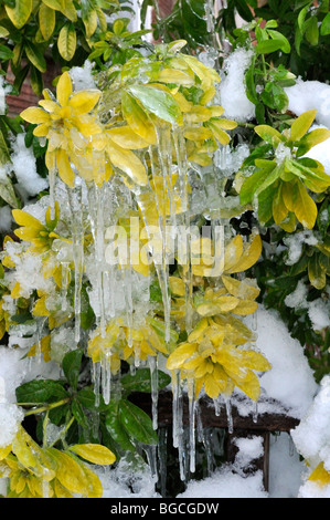 Ice and icicles on Choisya ternata Mexican Orange Blossom Sundance. Stock Photo