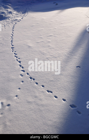 Animal tracks in fresh snow. Copper Mountain, Colorado, USA. Stock Photo