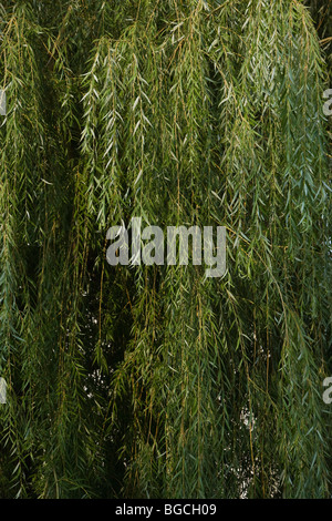 Weeping willow tree, Close up, Plainfield, Illinois, USA (Salix babylonica) Stock Photo