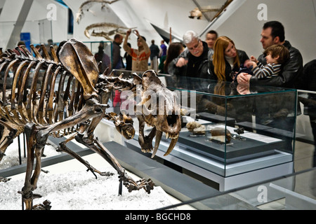 Family with a child (boy) looking at dinosaur fossils at the Royal Ontario Museum, people all around them Stock Photo