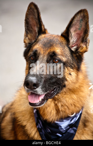 German shepherd dog portrait; ear is tattooed with a traceable ID number Stock Photo
