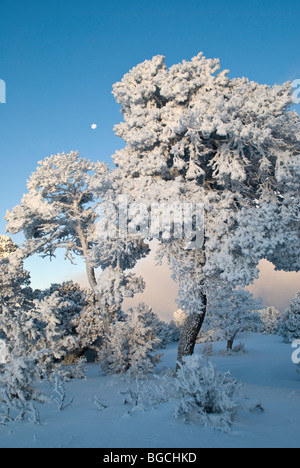 The first heavy snow of winter creates exquisite beauty in the Lincoln National Forest in southern New Mexico. Stock Photo