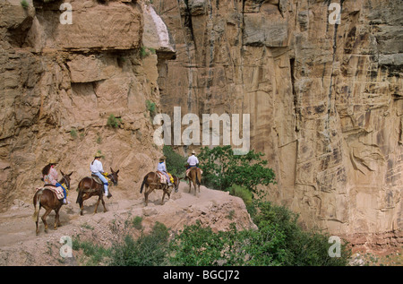 Mule riders on Bright Angel Trail, below South Rim of Grand Canyon, Grand Canyon National Park, Arizona, USA Stock Photo
