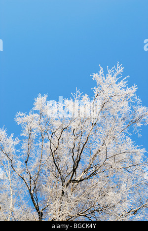 Snowy tree branches and blue sky Stock Photo