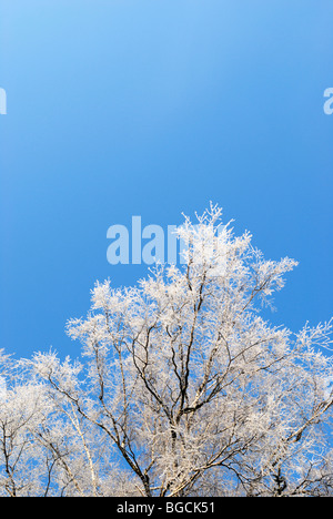 Snowy tree branches and blue sky Stock Photo