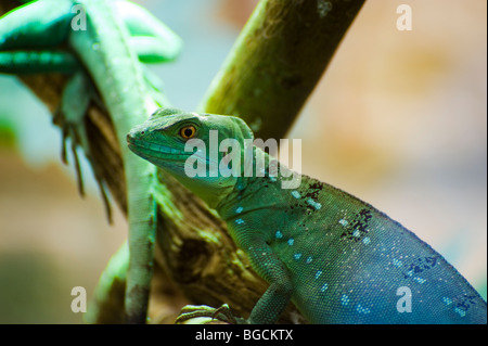 The plumed basilisk, Basiliscus plumifrons, also called a green basilisk or double crested basilisk Stock Photo