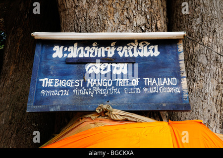 Thailand; Mae Hong Son Province; Pai; Plaque proclaiming the biggest mango tree in Thailand Stock Photo