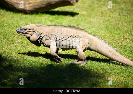 Rhinoceros Iguana (Cyclura cornuta) Stock Photo