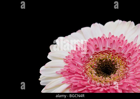 flower isolated on black Stock Photo