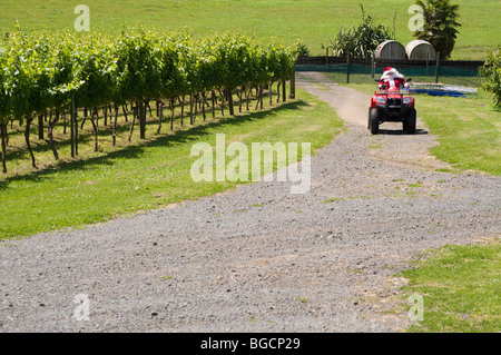 Villigrad winery with farther Christmas riding a quad bike on Christmas day in vineyard Stock Photo