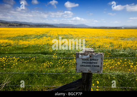 Yellow mustard flowers carpet field on an organic farm in Ferndale, California, Humboldt County. Stock Photo