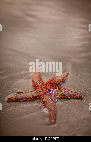 A small-spine sea star (Echinaster spinulosus) at the Isle of Palms beach near Charleston, SC. Stock Photo