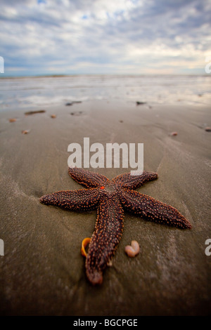 A small-spine sea star (Echinaster spinulosus) at the Isle of Palms beach near Charleston, SC. Stock Photo