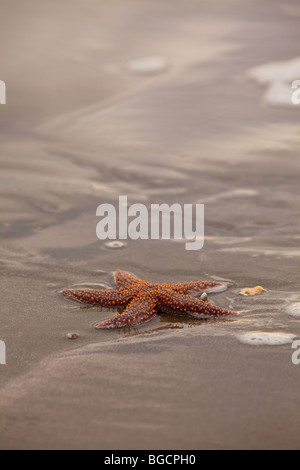 A small-spine sea star (Echinaster spinulosus) at the Isle of Palms beach near Charleston, SC. Stock Photo