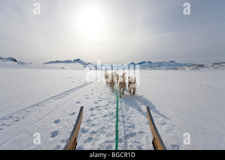 Dog sledding, E. Greenland Stock Photo